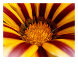 Buy Gazania Tiger Stripe Mixed 16 at AllPosters.com