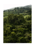 Buy Green at AllPosters.com