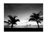 Buy Two Palms BW at AllPosters.com