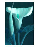 Buy Blue Calla at AllPosters.com