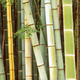 Bamboos Forest, Sagano, Kyoto, Japan