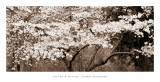 Cherry Blossoms