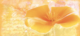 Yellow Flower