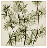Wild Geranium