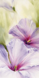 Buy Hibiscus at AllPosters.com
