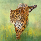 Kalina, le Jaguar