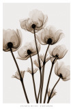 Windflowers