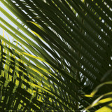 Buy Palm Trees, Dominican Republic, Punta Cana at AllPosters.com