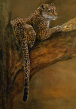 Panthera du Serengeti
