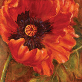 Red Poppy