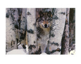 Buy Mountain Ranger at AllPosters.com