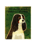 Cavalier King Charles (tri-color)