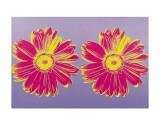 Daisy, c.1982 (Double Pink)