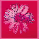 Daisy, c.1982 (Crimson and Pink) Art Print
