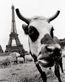 A Farmers Demonstration in Paris