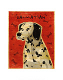 Dalmation