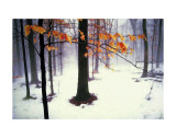 Quiet Woods