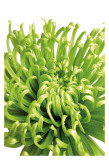 Green Bloom V