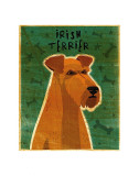 Irish Terrier