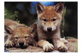 Buy Spring Wolf Pups at AllPosters.com