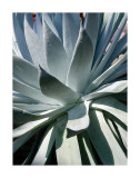 Cactus I
