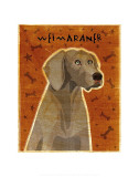 Weimaraner