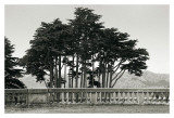 Buy Cypress Trees and Balusters at AllPosters.com