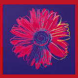 Daisy, c.1982 (Blue and Red)