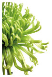 Green Bloom II