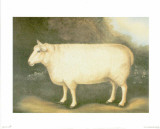 Sheep III
