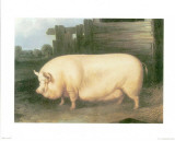 Pig III