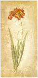 Buy Ixia Maculata at AllPosters.com