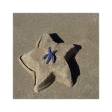 Starfish II