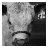 The Calf