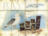 Bay Gull