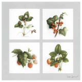 Fruits Rouges
