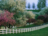 Buy Flowering Crab Apple Trees Bloom on Manchester Farm's Grounds at AllPosters.com