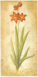 Buy Ixia Grandiflora at AllPosters.com