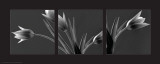 Buy Tulip Trio at AllPosters.com