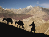 Buy A Ladakhi and Pack Donkeys Pause on a Cliffside on a Himalayan Pass at AllPosters.com