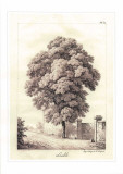 Buy &Eacute;rable at AllPosters.com