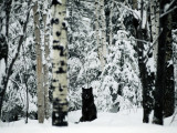 A Gray Wolf, Canis Lupus, Sitting in the Midst of a Snowy Landscape