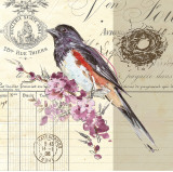 Buy Bird Sketch III at AllPosters.com