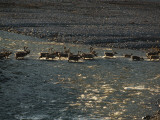 Buy The Porcupine Caribou Herd Migrating to their Calving Grounds at AllPosters.com