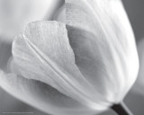 Buy Tulip I at AllPosters.com
