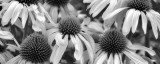 Buy Echinacea Sunrise at AllPosters.com