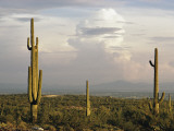 Buy Desert Landscape and Towering Clouds at AllPosters.com