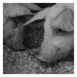 The Pig