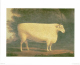 Sheep II