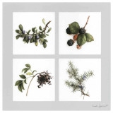 Fruits Violets